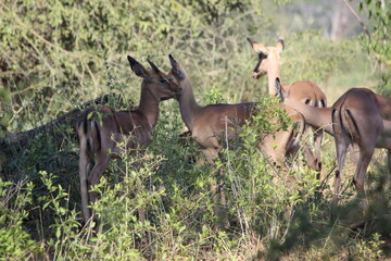 Photo Taken in Kruger National Park
