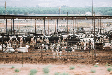 Cows crammed together in a farm near a highway