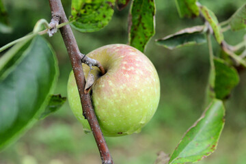 Ripe apple on a branch