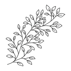 Hand drawn leaves and branch isolated on white. Doodle birch leaves for design. Vector illustration. Botanical print. Organic natural shape. Isolated birch branch