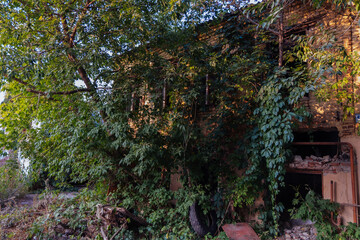 Old abandoned overgrown houses in ghost town