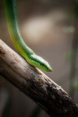 Portrait d'un serpent mamba vert
