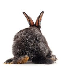 Gray rabbit isolated.