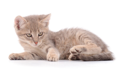 Little gray kitten lies.