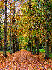 Fototapeta premium Golden autumn alley in Pavlovsk. Russia
