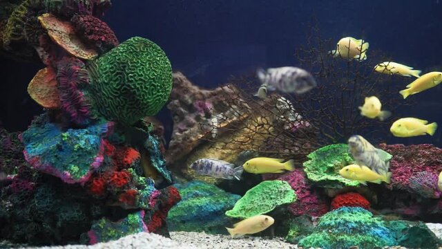 pseudotropheus Lombardo fish and cynotilapia Afro. colorful fish in the aquarium selective focus