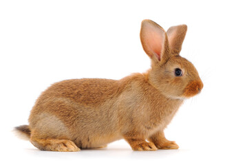 Brown rabbit isolated.