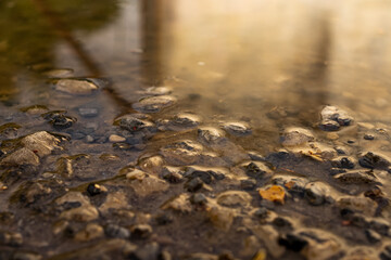 Puddle on asphalt