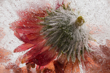 Colorful orange flower frozen in ice
