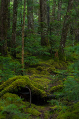 forest in the moss trail