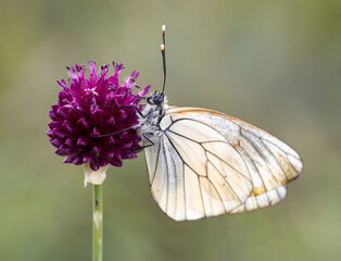 butterfly on flower