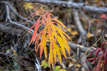 Fireweed plant leaves seen at the end of fall autumn and their season. Yellow, red and orange leaves with tree branches in the background. 