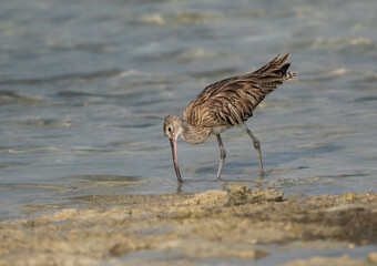 Eurasian curlew feeding at Busiateen coast, Bahrain