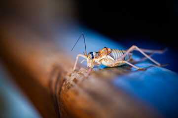 Macro d'un joli cricket dans la nature