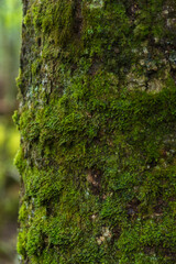 forest in the moss trail