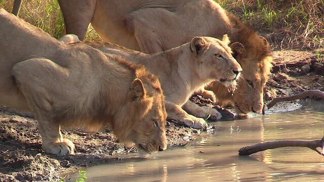 Lions drinking water in their natural habitat at a shallow waterhole in Africa.