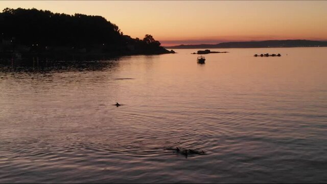 Aerial view HD dolphins at dusk in Bueu Pontevedra Galicia