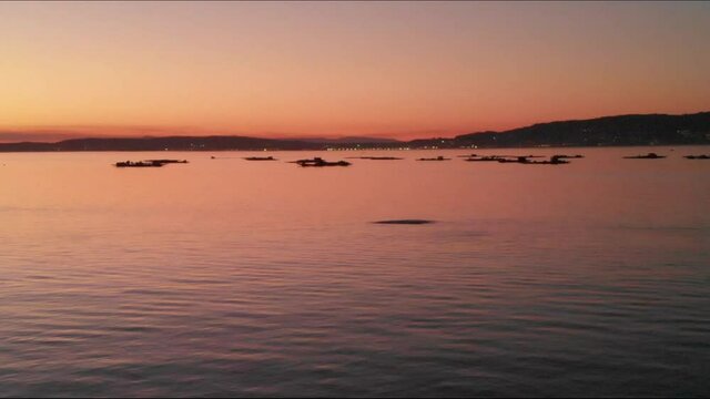 Aerial view HD 3 dolphins jumping at dusk x0,8 speed in Bueu Pontevedra Galicia