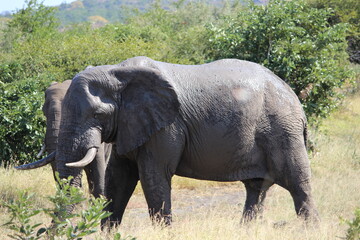 Naklejka na ściany i meble Photo Taken in Kruger National Park