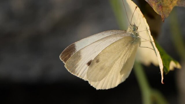 Cabbage butterfly with white wings and small black dots hanging on leaf. Macro