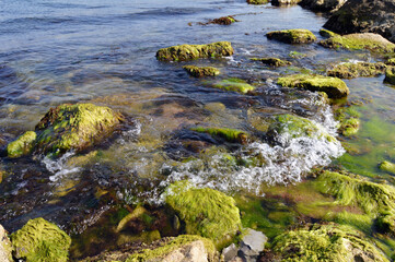 moss-covered sea stones