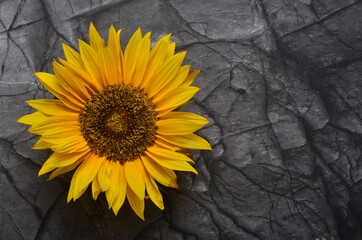 Close-up of one yellow sunflower with pile of gray stones background