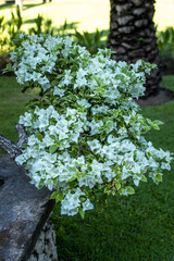 Branch of white bougainvillea flowers in tropical garden. Blooming bougainvillea flowers. Floral background. Close up. Bali