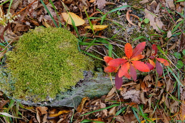 autumn in the Caucasus