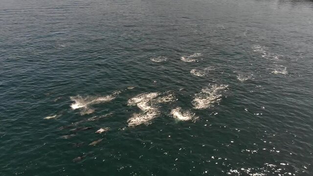 Pod of common dolphins at high speed, slow motion x0,4
