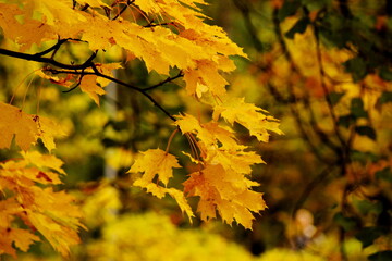 Fototapeta premium Golden maple leaves against blurry background
