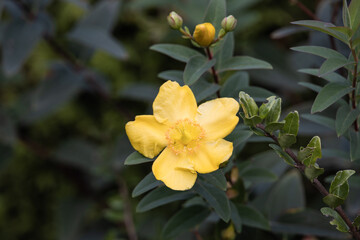 Trittau - single yellow blossom