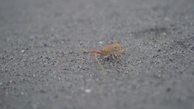 Close Up Sand Flea On Sandy Ocean Beach In Slow Motion