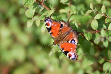 Fototapeta na wymiar European peacock (aglais io) butterfly with smooth blurry background