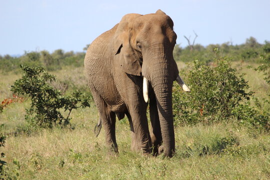 Photo Taken in Kruger National Park