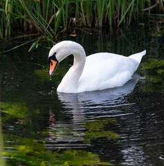 Swan with water dripping from beak