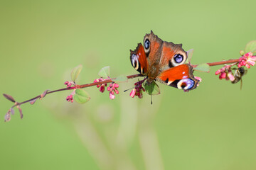 European peacock (aglais io) butterfly with smooth blurry background
