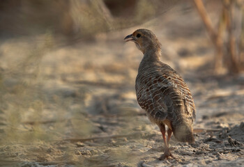 Portrait of a Grey francolin at Khamis, Bahrain