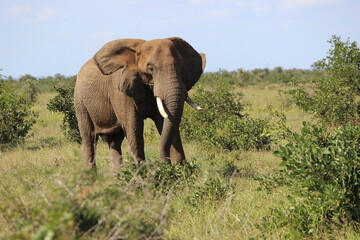 Fototapeta premium Photo Taken in Kruger National Park