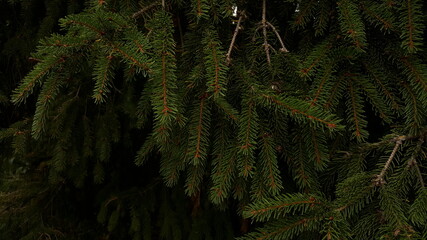 Dense dark green spruce twigs in the details of the crown of an adult tree in the soft light of a cloudy day.