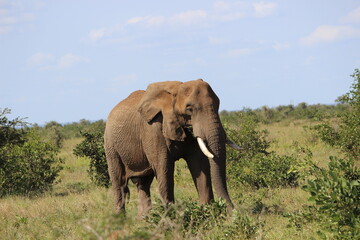 Fototapeta na wymiar Photo Taken in Kruger National Park