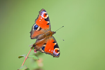 Fototapeta na wymiar European peacock (aglais io) butterfly with smooth blurry background