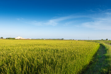 Paddy field against a blue sky. Empty copy space for Editor's text.