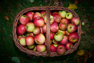 Apple harvest background, wicker basket on green wet grass after rain, top view
