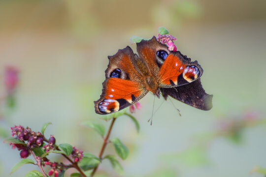 European peacock (aglais io) butterfly with smooth blurry background