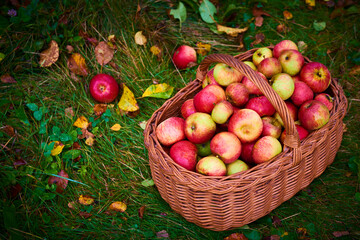 Apple harvest background, wicker basket on green wet grass after rain, top view
