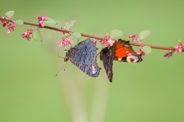 European peacock (aglais io) butterfly with smooth blurry background
