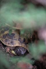 Tortue Hermanni Boettgeri de 3 ans