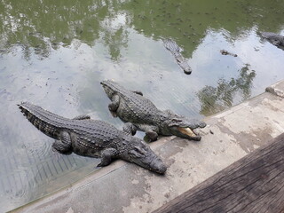 alligator in the everglades