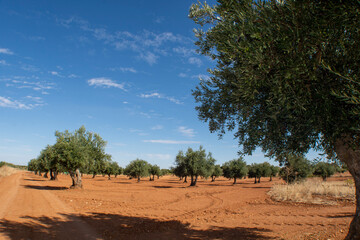 Obraz premium Olivar de Villarejo de Salvanés en otoño
