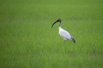 The Black-headed Ibis is a large bird. It has a long slender black mouth. The tip of the mouth is curved down a lot. Which is a distinctive feature of the ibis The upper head and neck are black.
